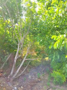 Продава парцел 1100кв.м. в с. ПАСКАЛЕВО, обл. Добрич.