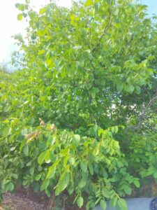 Продава парцел 1100кв.м. в с. ПАСКАЛЕВО, обл. Добрич.