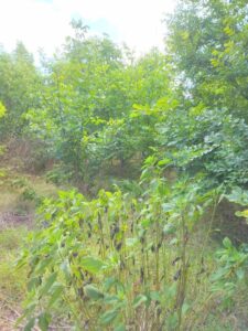 Продава парцел 1100кв.м. в с. ПАСКАЛЕВО, обл. Добрич.